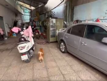 CẦN BÁN GẤP LÔ ĐẤT - ĐƯỜNG SỐ 5 - P. LINH XUÂN - 121.9M2