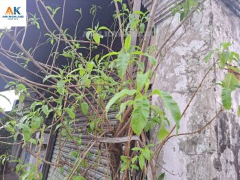 BÁN NHÀ MẶT TIỀN - PHƯỜNG LONG TRƯỜNG- 108M2