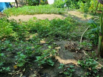 BÁN GẤP LÔ ĐẤT FULL THỔ CƯ - ĐƯỜNG NGUYỄN XIỄN - P. LONG THẠNH MỸ - 100M2